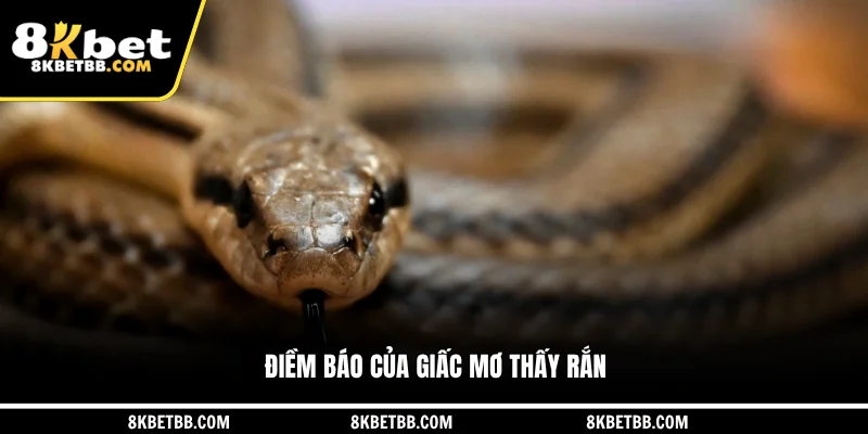 Điềm báo của giấc mơ thấy rắn